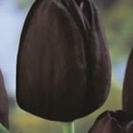 ΤΟΥΛΙΠΕΣ SINGLE LATE (ΚΑΣΕΤΙΝΑ)