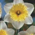 ΝΑΡΚΙΣΣΟΙ ΜΟΝΟΙ (ΚΑΣΕΤΙΝΑ)