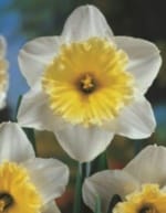 ΝΑΡΚΙΣΣΟΙ ΜΟΝΟΙ (ΚΑΣΕΤΙΝΑ)