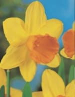 ΝΑΡΚΙΣΣΟΙ ΜΟΝΟΙ (ΚΑΣΕΤΙΝΑ) - Image 2