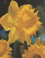 ΝΑΡΚΙΣΣΟΙ ΜΟΝΟΙ (ΚΑΣΕΤΙΝΑ) - Image 3