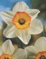 ΝΑΡΚΙΣΣΟΙ ΜΟΝΟΙ (ΚΑΣΕΤΙΝΑ) - Image 4