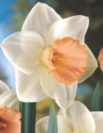 ΝΑΡΚΙΣΣΟΙ ΜΟΝΟΙ (ΚΑΣΕΤΙΝΑ) - Image 5