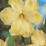 ΝΑΡΚΙΣΣΟΙ ΔΙΠΛΟΙ (ΚΑΣΕΤΙΝΑ)