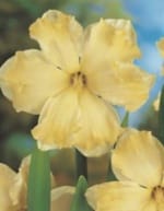 ΝΑΡΚΙΣΣΟΙ ΔΙΠΛΟΙ (ΚΑΣΕΤΙΝΑ)