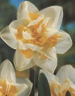 ΝΑΡΚΙΣΣΟΙ ΔΙΠΛΟΙ (ΚΑΣΕΤΙΝΑ) - Image 2