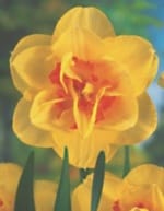 ΝΑΡΚΙΣΣΟΙ ΔΙΠΛΟΙ (ΚΑΣΕΤΙΝΑ) - Image 4