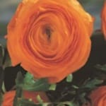 ΝΕΡΑΓΚΟΥΛΕΣ (ΚΑΣΕΤΙΝΑ)