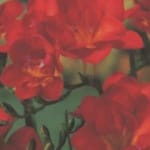 ΦΡΕΖΙΕΣ ΔΙΠΛΕΣ (ΚΑΣΕΤΙΝΑ)