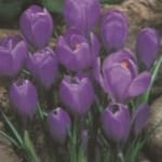 ΚΡΟΚΟΙ (ΚΑΣΕΤΙΝΑ)