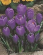 ΚΡΟΚΟΙ (ΚΑΣΕΤΙΝΑ)