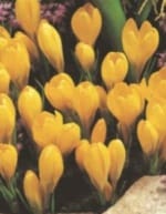 ΚΡΟΚΟΙ (ΚΑΣΕΤΙΝΑ) - Image 2