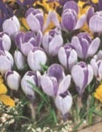 ΚΡΟΚΟΙ (ΚΑΣΕΤΙΝΑ) - Image 3