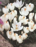 ΚΡΟΚΟΙ (ΚΑΣΕΤΙΝΑ) - Image 4