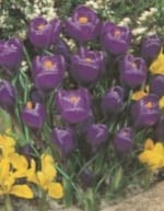 ΚΡΟΚΟΙ (ΚΑΣΕΤΙΝΑ) - Image 5