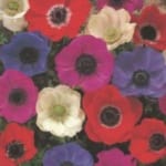 ΔΙΑΦΟΡΟΙ ΒΟΛΒΟΙ Α' (ΚΑΣΕΤΙΝΑ)