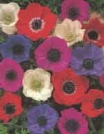 ΔΙΑΦΟΡΟΙ ΒΟΛΒΟΙ Α' (ΚΑΣΕΤΙΝΑ)