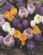 ΔΙΑΦΟΡΟΙ ΒΟΛΒΟΙ Α' (ΚΑΣΕΤΙΝΑ) - Image 3