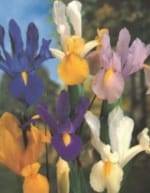 ΔΙΑΦΟΡΟΙ ΒΟΛΒΟΙ Α' (ΚΑΣΕΤΙΝΑ) - Image 4