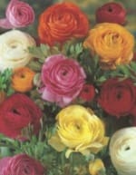 ΔΙΑΦΟΡΟΙ ΒΟΛΒΟΙ Α' (ΚΑΣΕΤΙΝΑ) - Image 5