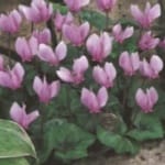 ΔΙΑΦΟΡΟΙ ΒΟΛΒΟΙ JUMBO (ΚΑΣΕΤΙΝΑ)