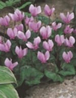 ΔΙΑΦΟΡΟΙ ΒΟΛΒΟΙ JUMBO (ΚΑΣΕΤΙΝΑ)