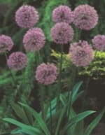 ΔΙΑΦΟΡΟΙ ΒΟΛΒΟΙ JUMBO (ΚΑΣΕΤΙΝΑ) - Image 3