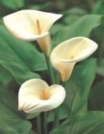 ΔΙΑΦΟΡΟΙ ΒΟΛΒΟΙ JUMBO (ΚΑΣΕΤΙΝΑ) - Image 4