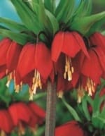 ΔΙΑΦΟΡΟΙ ΒΟΛΒΟΙ JUMBO (ΚΑΣΕΤΙΝΑ) - Image 5