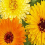 ΚΑΛΕΝΤΟΥΛΑ ΜΕΙΓΜΑ