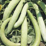 Lungo Tortarello chiaro