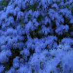 ΑΓΗΡΑΤΟΣ ΜΠΛΕ