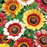 ΧΡΥΣΑΝΘΕΜΟ