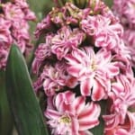 ΖΟΥΜΠΟΥΛΙΑ ΔΙΠΛΑ EROS