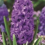 ΖΟΥΜΠΟΥΛΙΑ ΔΙΠΛΑ CRYSTALE PALACE