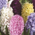 ΖΟΥΜΠΟΥΛΙΑ ΜΕΙΓΜΑ