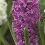 ΖΟΥΜΠΟΥΛΙΑ PEARL SENSATION