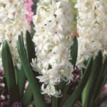 ΖΟΥΜΠΟΥΛΙΑ WHITE PEARL