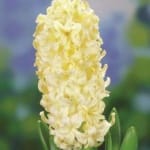 ΖΟΥΜΠΟΥΛΙΑ CITY OF HARLEM