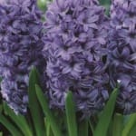 ΖΟΥΜΠΟΥΛΙΑ DEFT'S BLUE