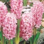 ΖΟΥΜΠΟΥΛΙΑ FONDANT