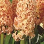 ΖΟΥΜΠΟΥΛΙΑ GIPSY QUEEN