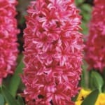 ΖΟΥΜΠΟΥΛΙΑ JAN BOS