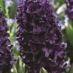 ΖΟΥΜΠΟΥΛΙΑ BLUE SAPHIRE