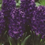 ΖΟΥΜΠΟΥΛΙΑ PETER STUYVESANT