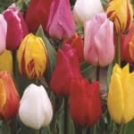 ΤΟΥΛΙΠΕΣ ΜΕΙΓΜΑ SINGLE EARLY