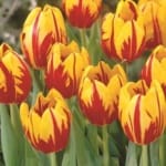 ΤΟΥΛΙΠΕΣ MICKEY MOUSE