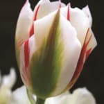 ΤΟΥΛΙΠΕΣ FLAMING EDGE