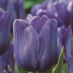 ΤΟΥΛΙΠΕΣ BLUE AMAIBLE