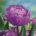 ΤΟΥΛΙΠΕΣ BLUE DIAMONT